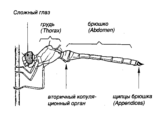 Будова бабки фото