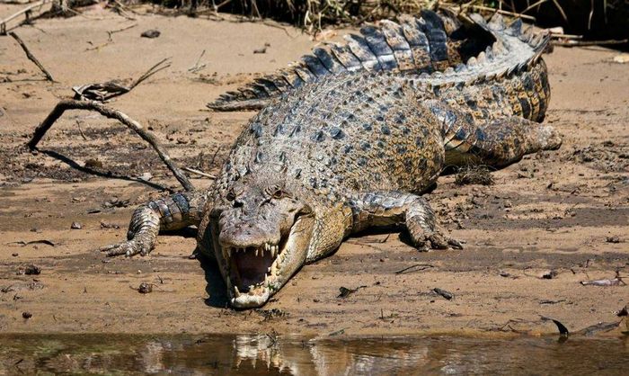 Гребенястий крокодил (морський крокодил) (лат. Crocodylus porosus)