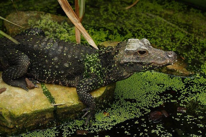 Тупорилий крокодил (лат. Osteolaemus tetraspis)