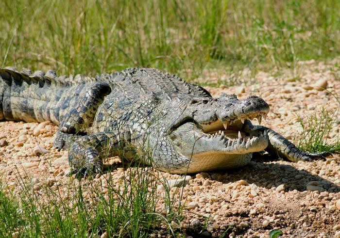 Нільський крокодил (лат. Crocodylus niloticus)