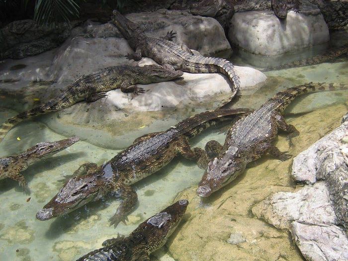 Сіамський крокодил (лат. Crocodylus siamensis)