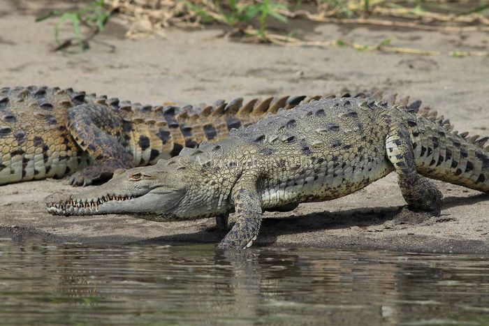 Гостромордий крокодил (лат. Crocodylus acutus)