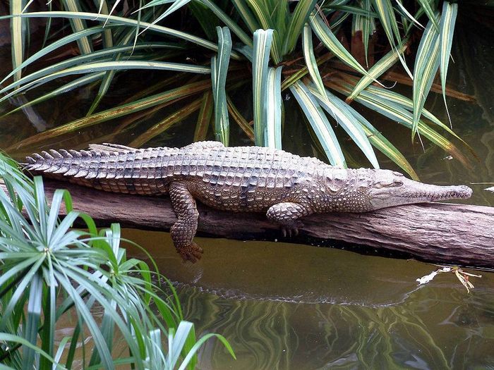 Прісноводий крокодил (лат. Crocodylus johnstoni)