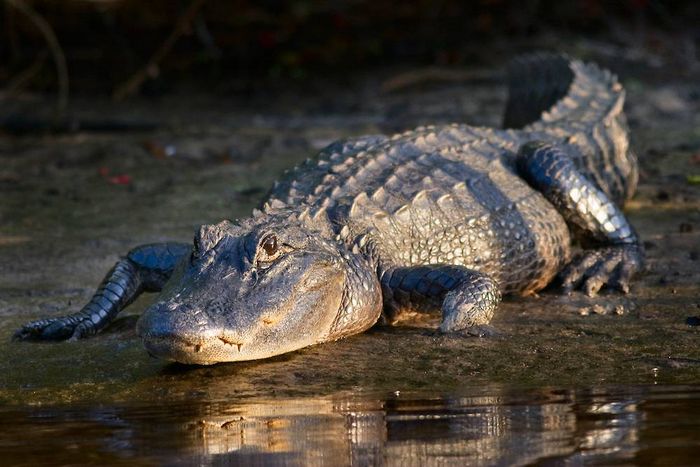 Алігатор американський (американський алігатор) (лат. Alligator mississippiensis)