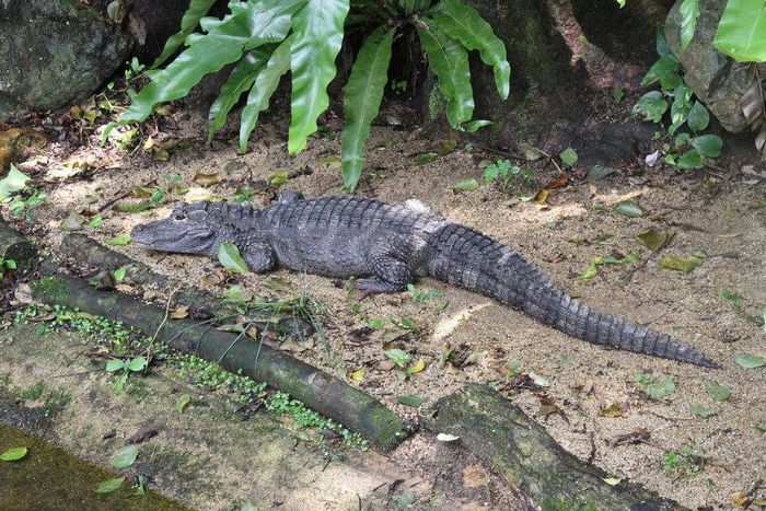 Китайський алігатор (лат. Alligator sinensis)