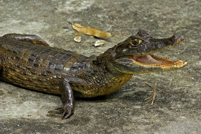 Крокодиловий (очковий) кайман (лат. Caiman crocodilus)