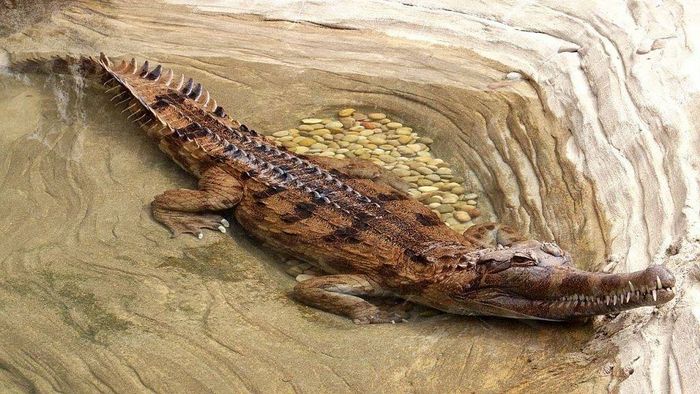 Псевдогавіал Шлегеля (лат. Tomistoma schlegelii)