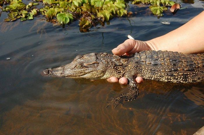 Маленький крокодил у воді