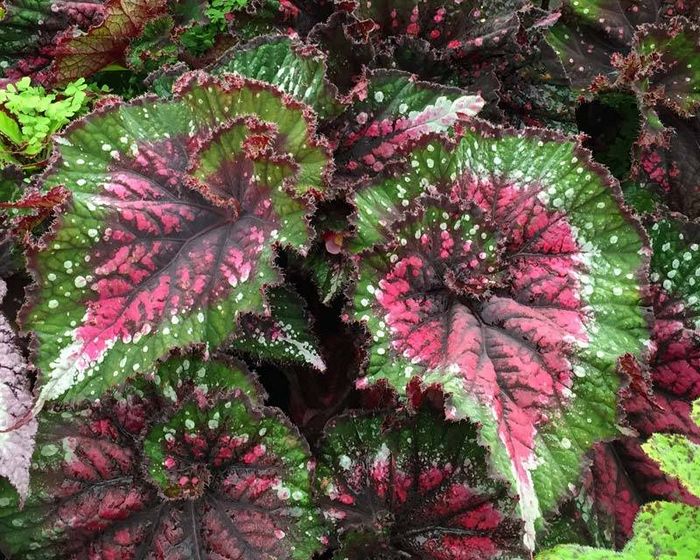 Бегонія королівська фото (лат. Begonia rex)