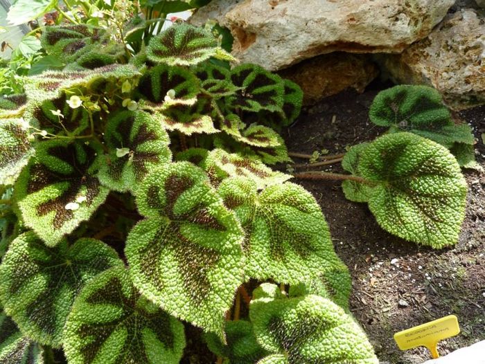 Бегонія Месона фото (лат. Begonia masoniana)