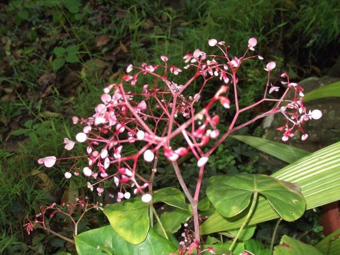 Бегонія воротнічковая (бегонія манжетні) фото (лат. Begonia manicata)