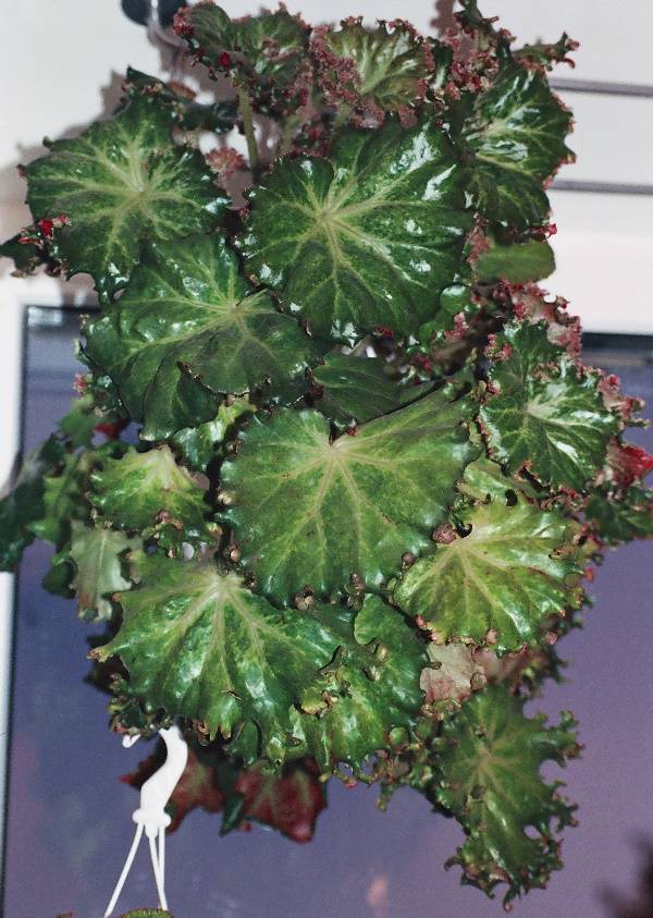 Бегонія краснолистная фото (лат. Begonia erythrophylla)