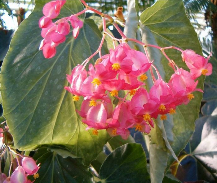 Бегонія коралова фото (лат. Begonia corallina)