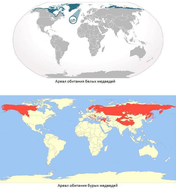 Ареал проживання білих і бурих ведмедів фото