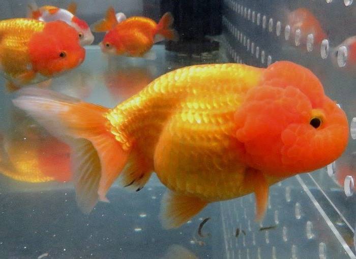 Львіноголовка фото (анг. Lionhead goldfish)