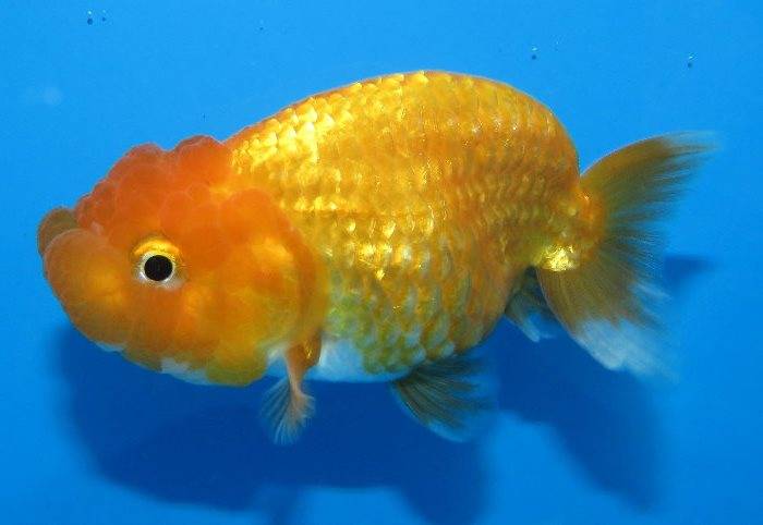 Золота рибка ранчо фото (анг. Ranchu goldfish)