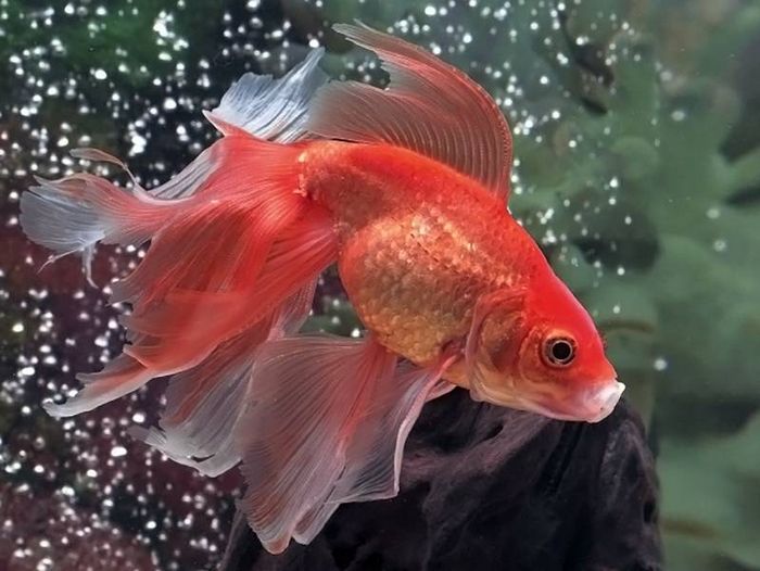 Золота рибка вуалехвостов (анг. Veiltail goldfish)