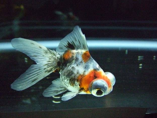 Золота рибка телескоп (анг. Telescope eye goldfish)