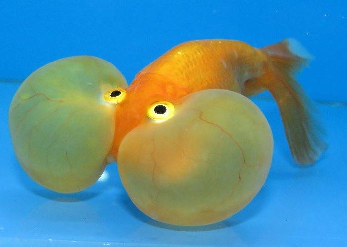 Золота рибка пузиреглаз (анг. Bubble eye goldfish)