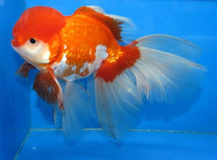 Золота рибка оранда (анг. Oranda goldfish)