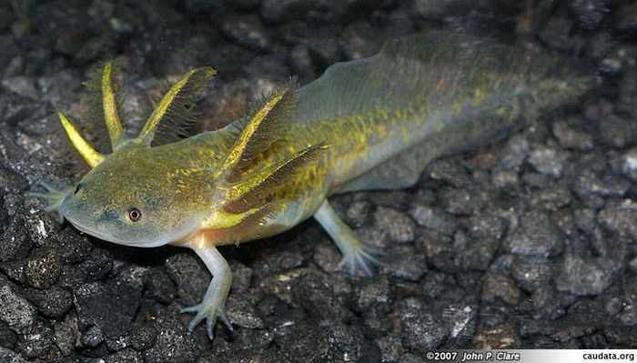 Аксолотль амбістоми Ambystoma mavortium mavortium фото