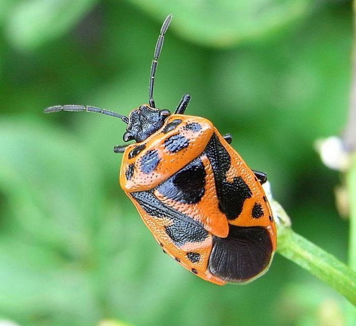 Еврідема північна фото (лат. Eurydema dominulus)