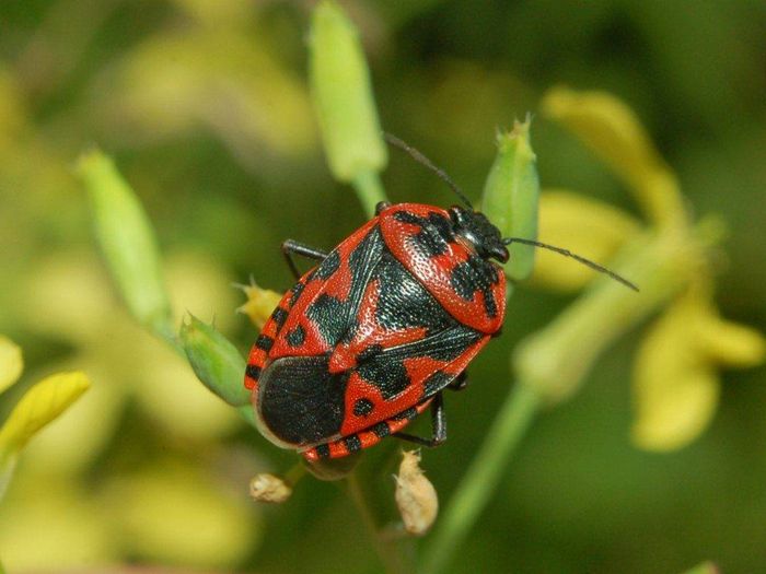 Капустяний клоп фото (лат. Eurydema ventralis)