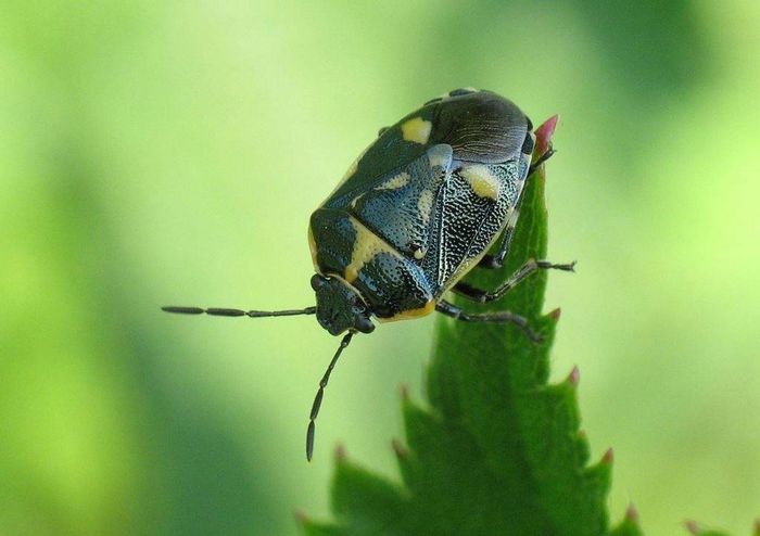 Ріпаковий клоп фото (лат. Eurydema oleracea)