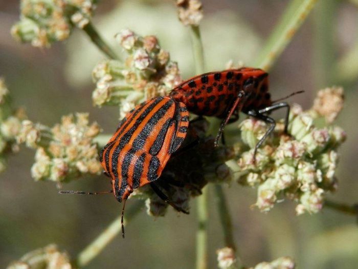 Щитник лінійчатий (графозома смугаста) фото (лат. Graphosoma lineatum)