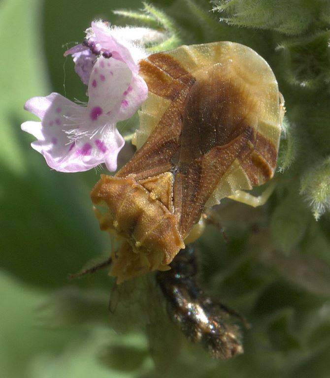 Крупноглав Phymata pennsylvanica фото (лат. Phymatidae, Phymatinae)