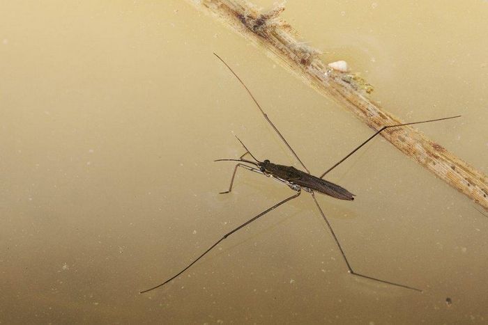 Клоп водомір ставкова фото (лат. Gerris lacustris)