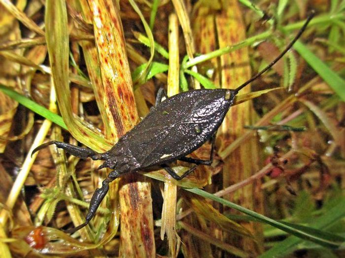 Клопи водяні скорпіони фото (лат. Nepidae)