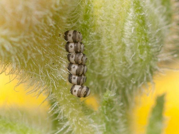 Як виглядають яйця клопів (вид Eurydema ventralis)