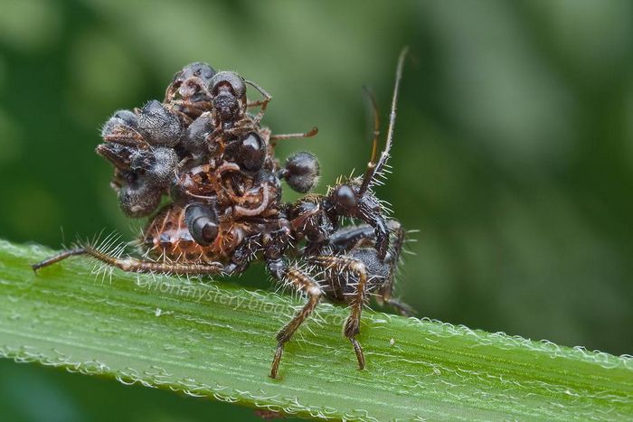 Клоп Acanthaspis petax фото