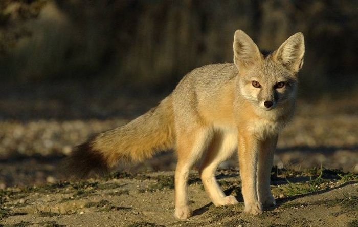 Американська лисиця (лат. Vulpes macrotis)