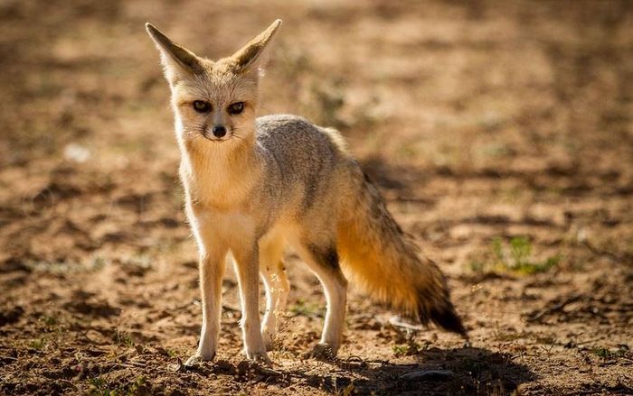 Африканська лисиця (лат. Vulpes pallida)