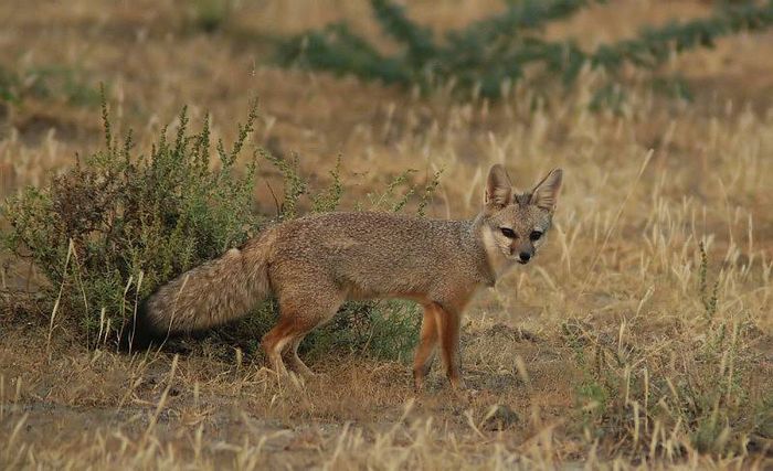 Бенгальська лисиця (індійська лисиця) (лат. Vulpes bengalensis)