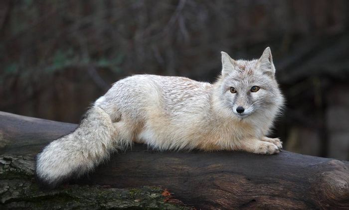 Корсак, степова лисиця (лат. Vulpes corsac)