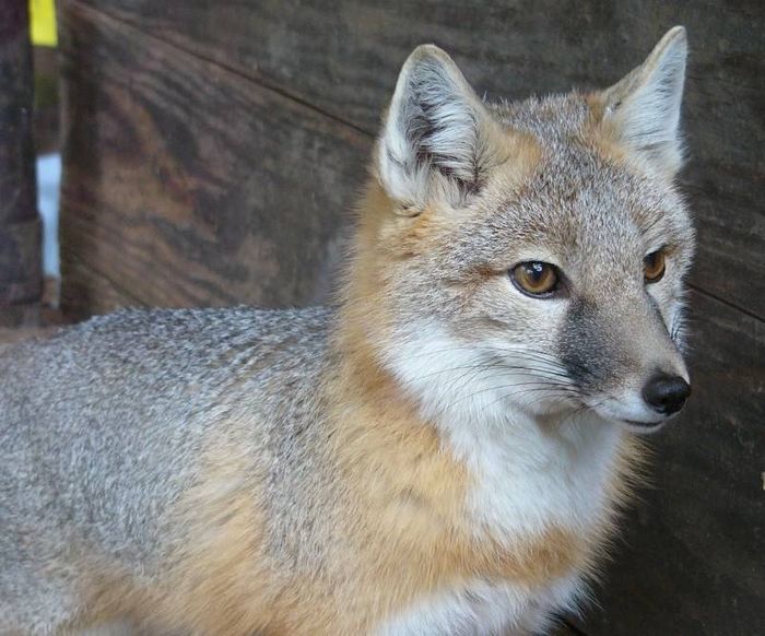 Американський корсак (лат. Vulpes velox)