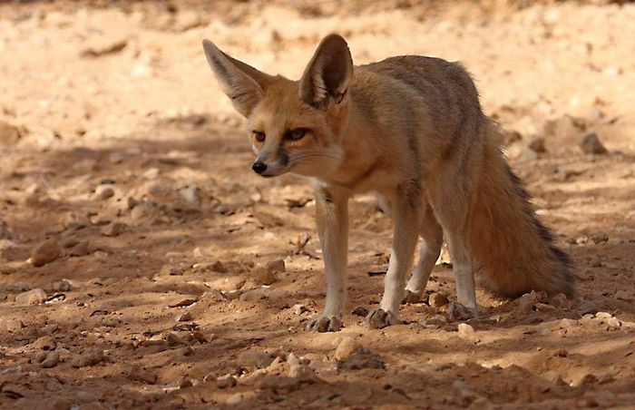 Піщана лисиця (лат. Vulpes rueppelli)