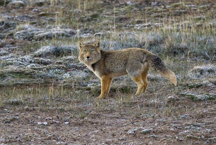 Тибетська лисиця (лат. Vulpes ferrilata)