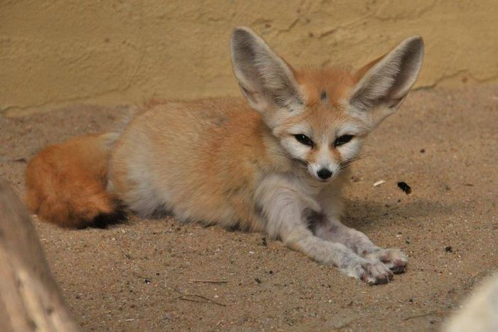 Лисиця фенек (лат. Vulpes zerda)