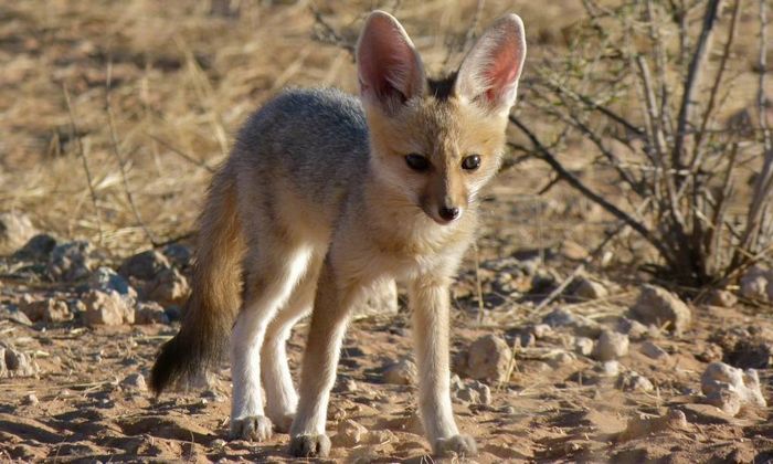 Південноафриканська лисиця (лат. Vulpes chama)