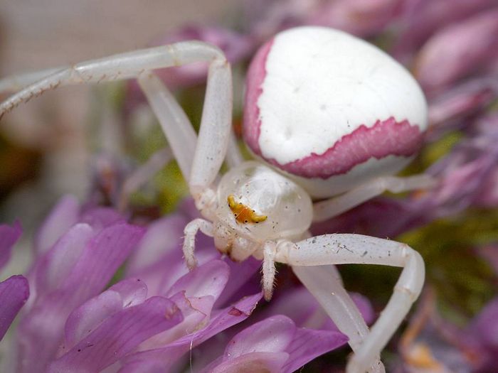 Квітковий павук (лат. Misumena vatia)