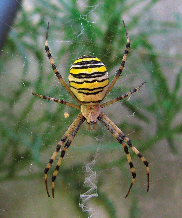 Аргіопа брюнніга або павук-оса (лат. Argiope bruennichi)