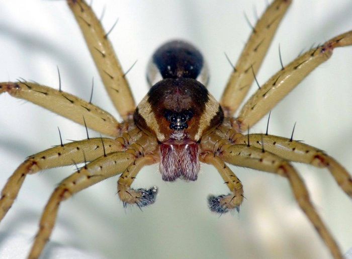 Мисливець каймистий (лат. Dolomedes fimbriatus)