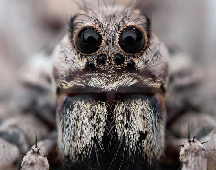 Апулийский тарантул (лат. Lycosa tarantula)