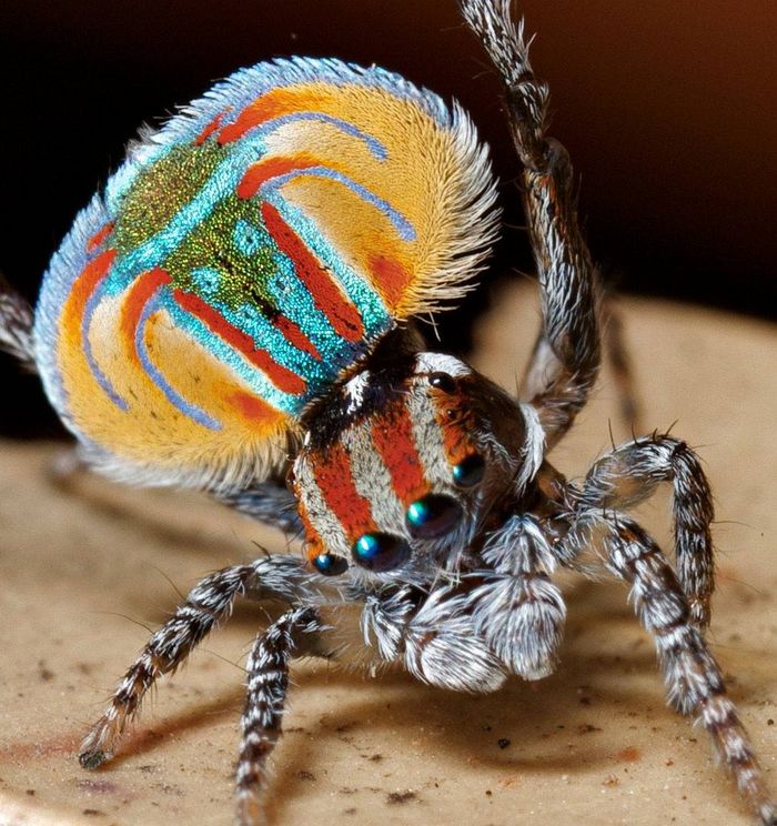 Павича павук (лат. Maratus volans)