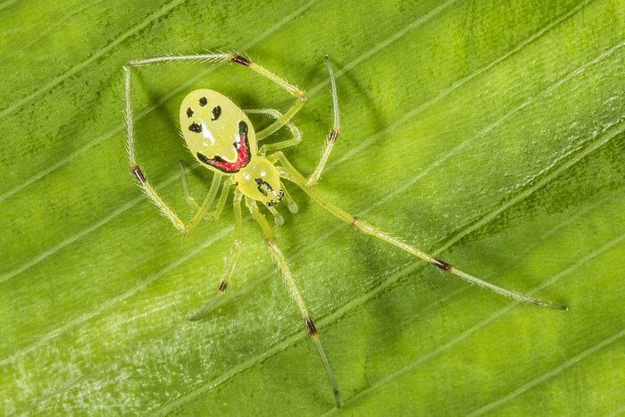 Усміхнений павук (лат. Theridion grallator)