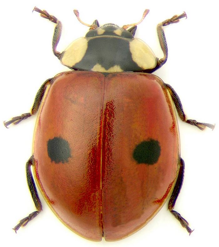 Двоточкова корівка Adalia bipunctata